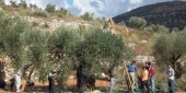 جفت  الزيتون في المعصرة