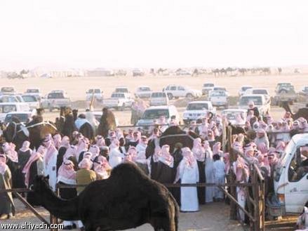 ليت الأنسانيا  ناقة: ناقة بمليوني دولار بأبوظبي