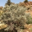 زهر الزيتون