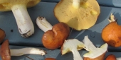 خاض أبو نعيم هذه المغامرة بعناد ومثابرة (الأخبار)