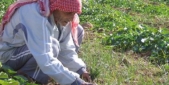 العكّوب