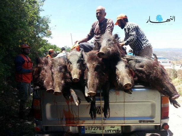  مجزرة خنازير برية في احراج راشيا الفخار وغاباتها، ارتكبها صيادون من جزين والقليعة من المنتمين الى أحد أندية الصيد