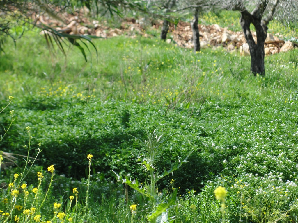 نبات الجرجير، صحّي ولذيذ، لكنه في هذا المكان يصبح مضراً لأنه ينبت بصورة غير طبيعية بسبب مياه المجارير