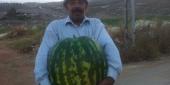 بطيخة خيامية عملاقة أخرى