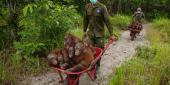 صورة  Entwined Lives  حيث انسان الغاب يشق طريقه فوق شجرة على علو 30 مترا في إندونيسيا