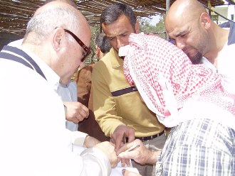 تسليم الأبقار (عن موقع صورسيتي)