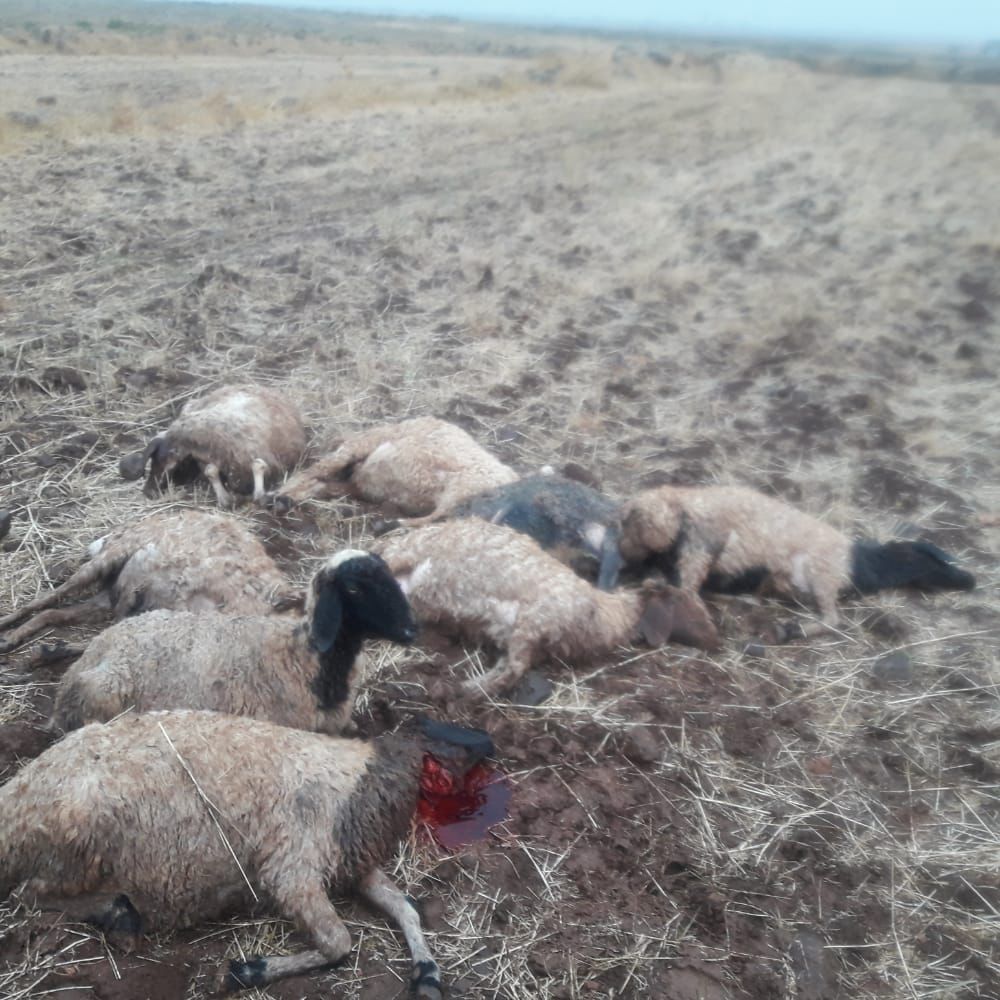 نفوق حيوانات بسبب العاصفة