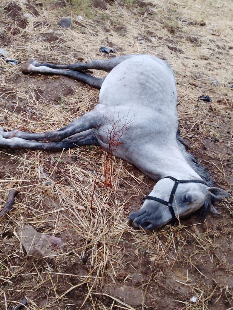 نفوق حيوانات بسبب العاصفة