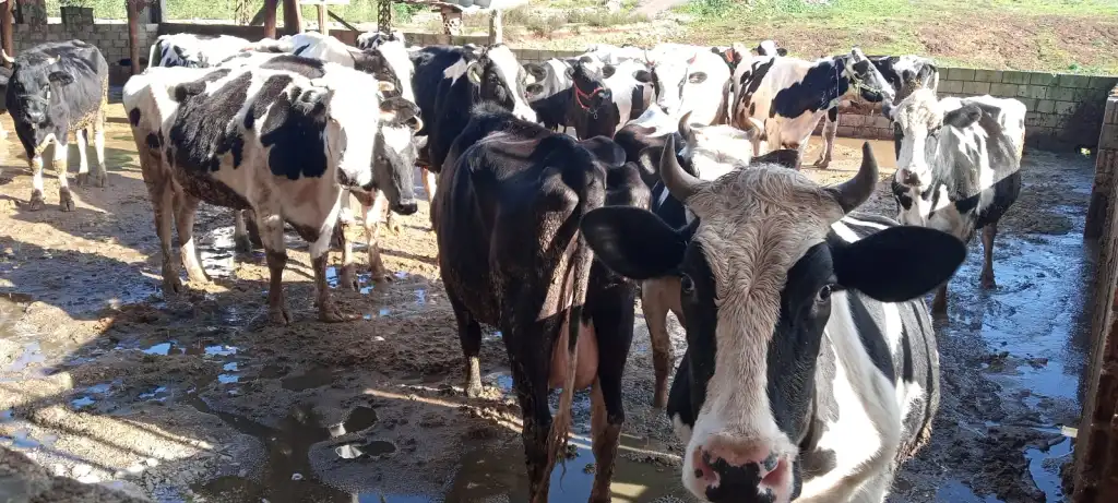 قطيع بقر في بلدة عيترون