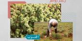نبتة الزعتر