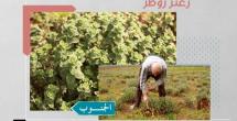 حقول زعتر في زوطر