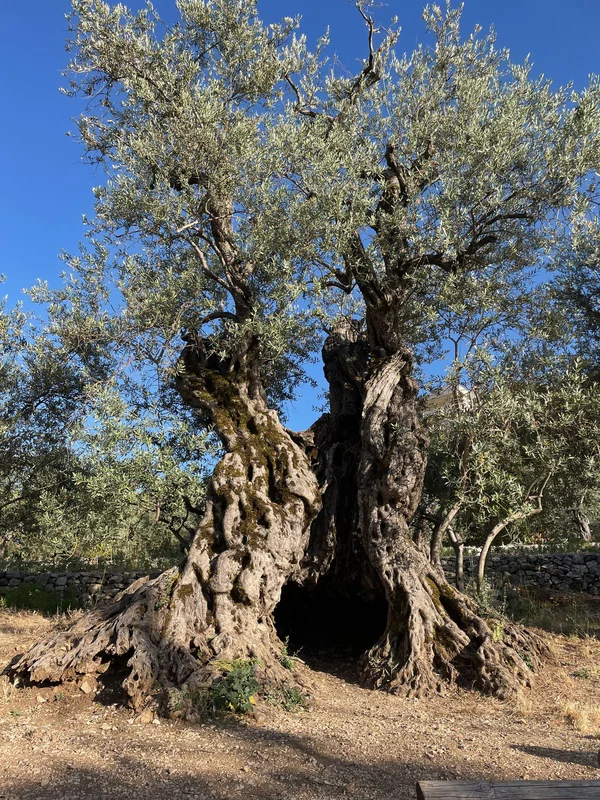 زيتون بشعلة (تصوير مناطق نت)