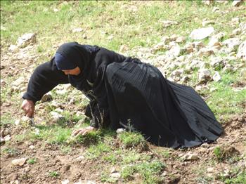  تجمع الحشائش في «الحديقة»