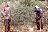 مواطنان من كفرشوبا يجمعان الزيتون